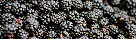 Blackberries