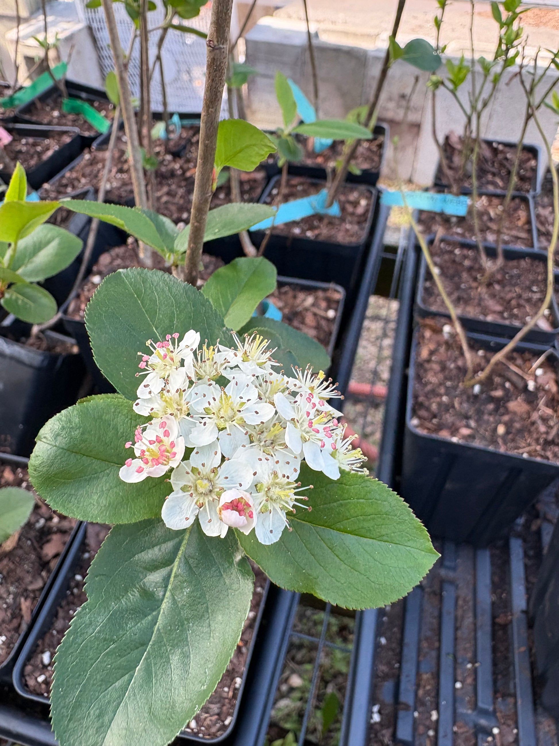 Viking Aronia