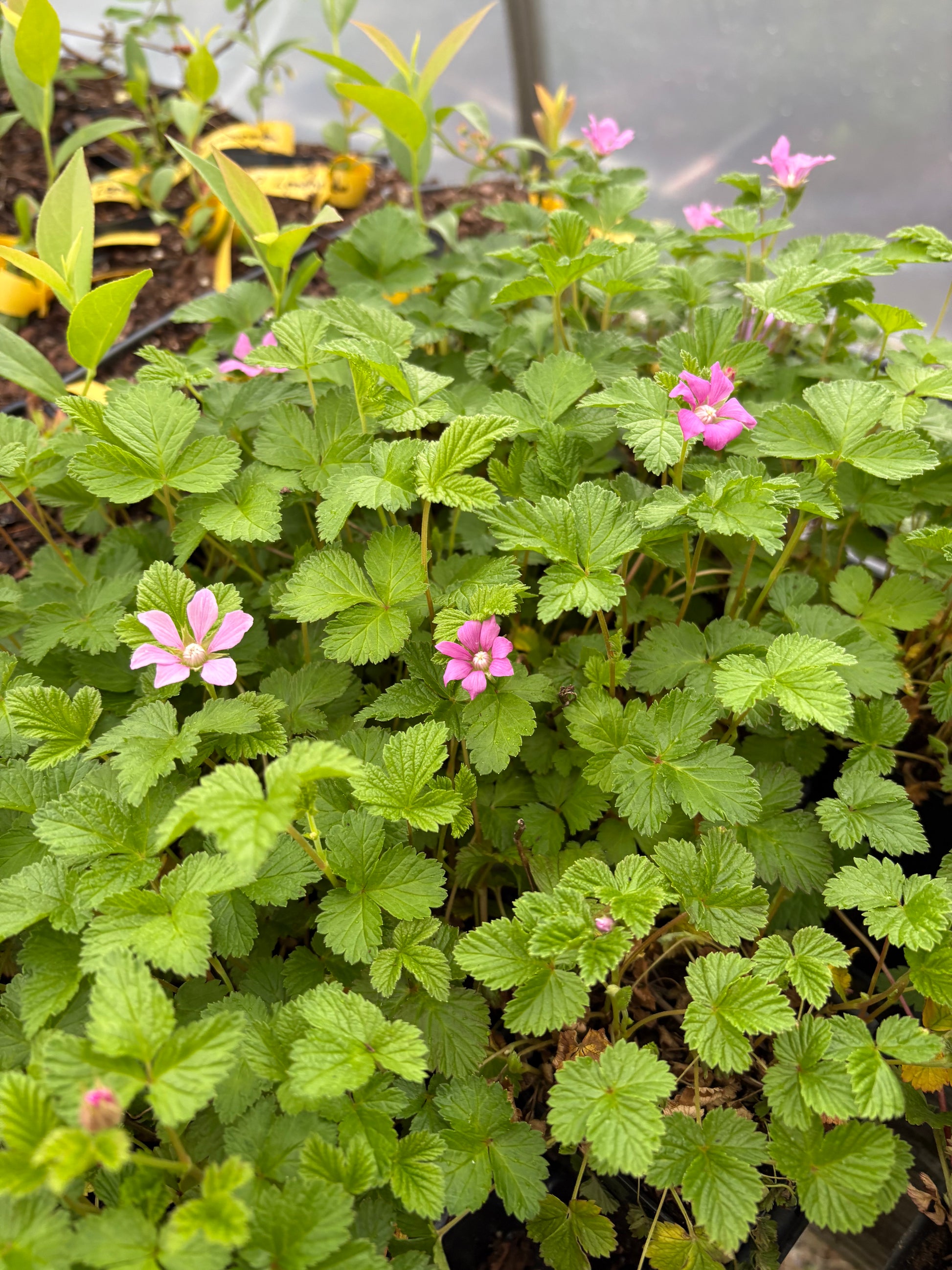 "Beta" Nangoonberry / Ground Cover Raspberry