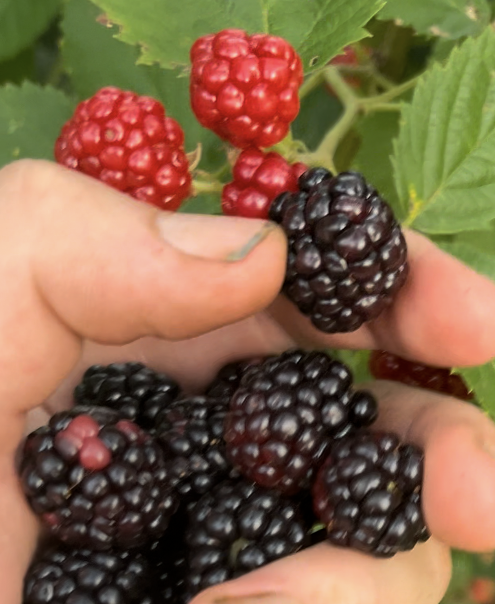 "Chester" Blackberry (Thornless)