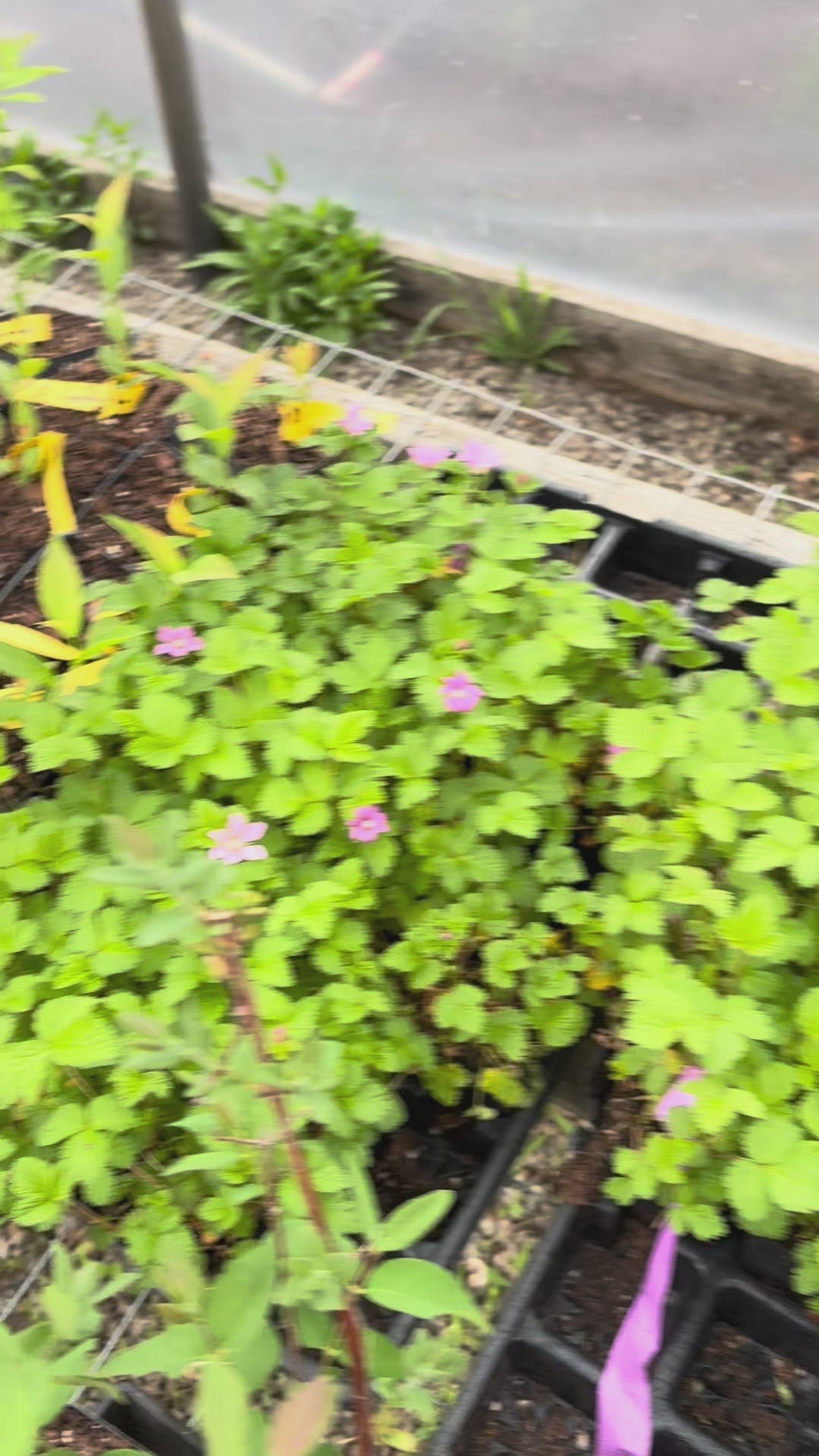 "Beta" Nangoonberry / Ground Cover Raspberry