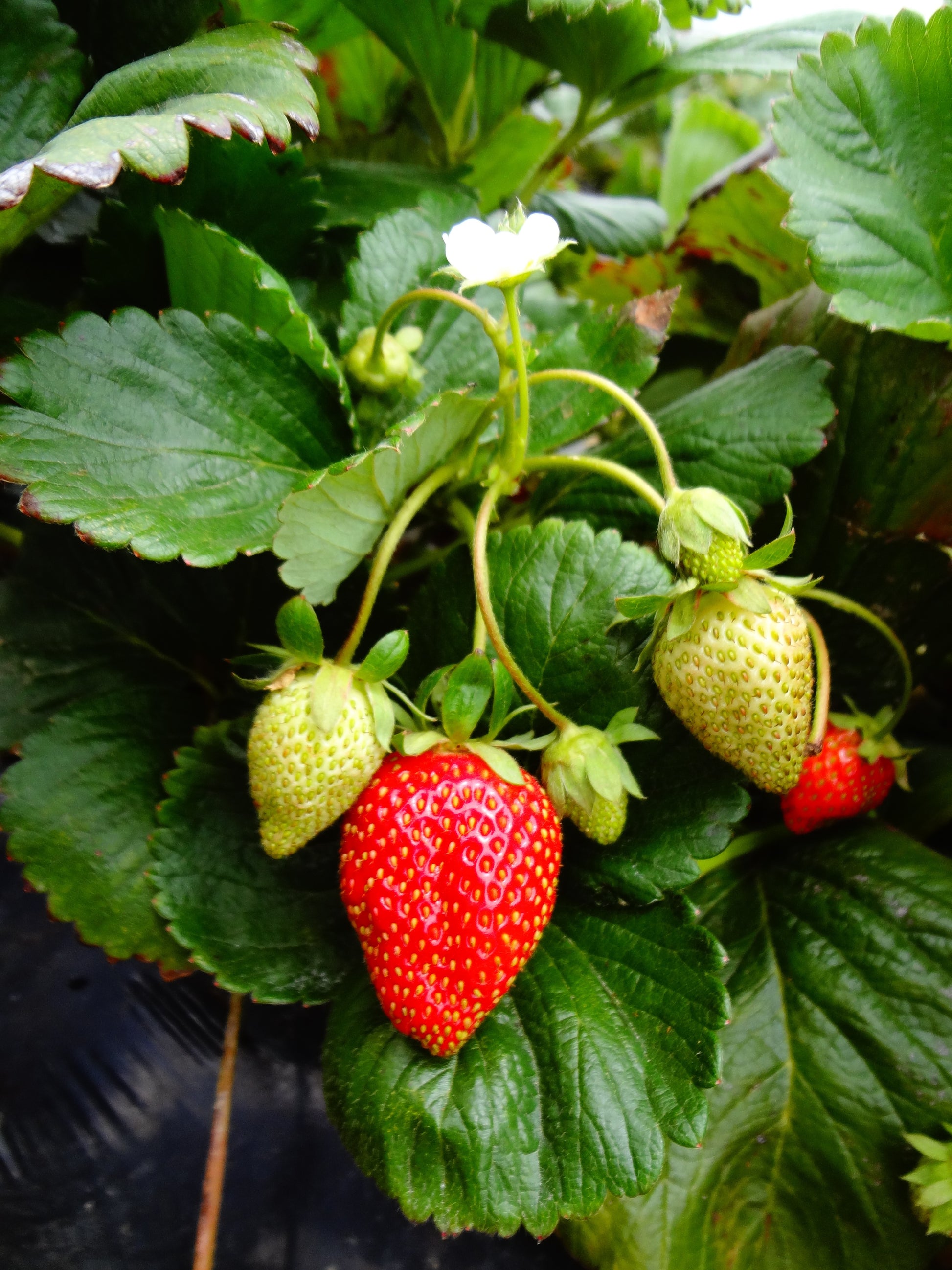 "Seascape" Everbearing Strawberry