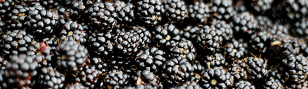 Blackberries - Gold Gardening