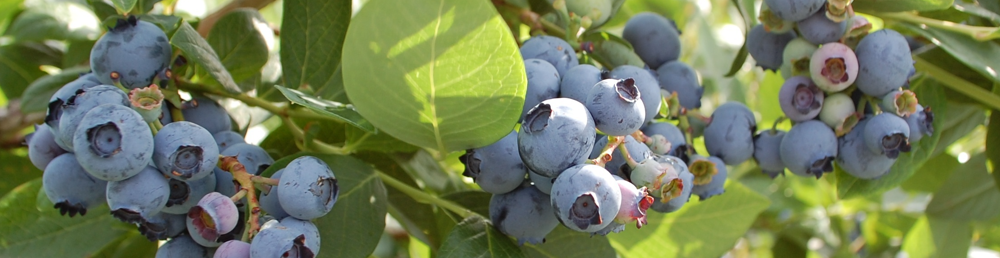 Blueberries - Gold Gardening