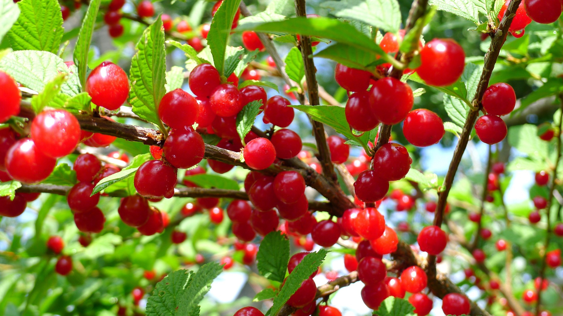 Cherries - Gold Gardening
