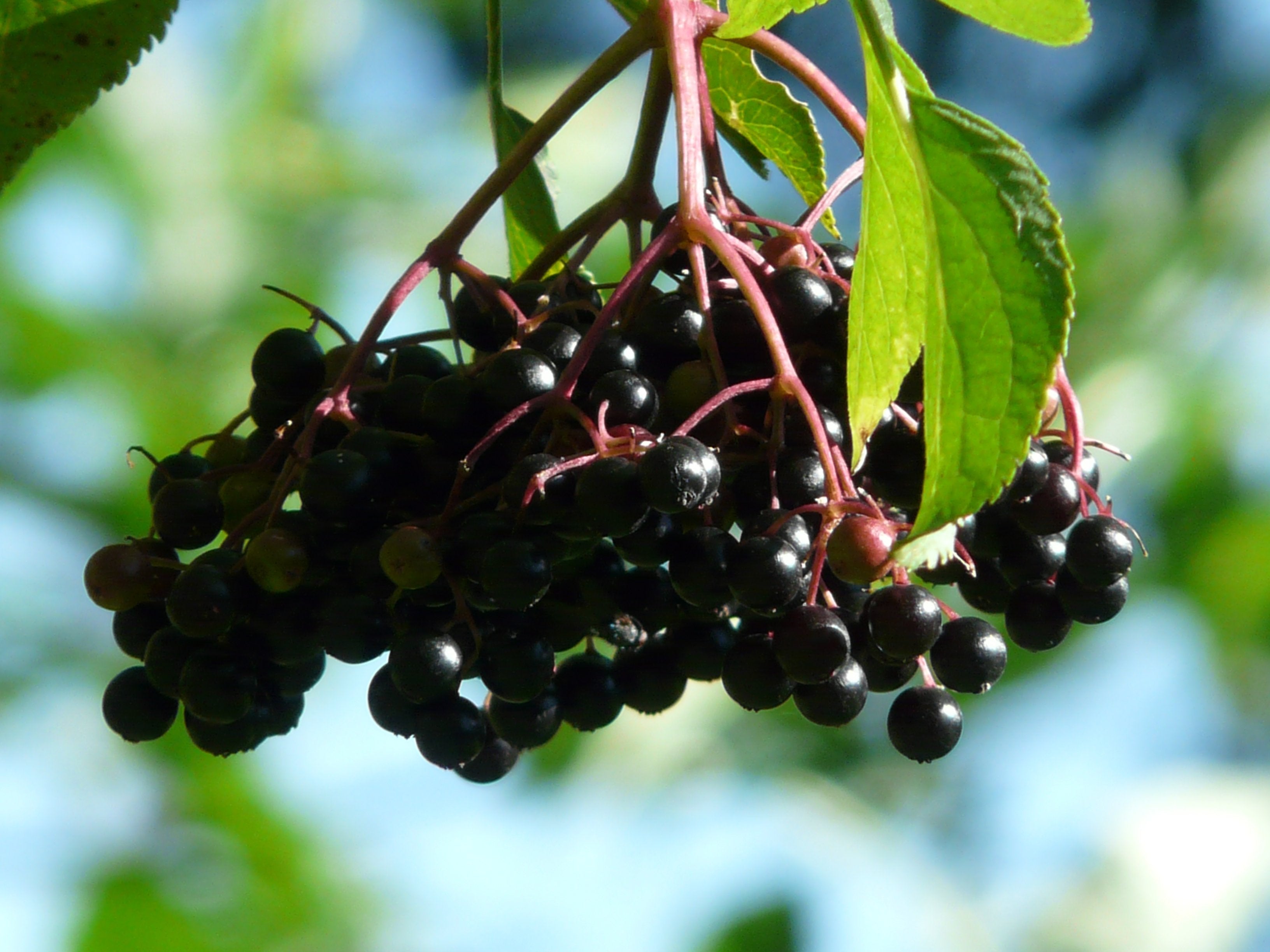 Elderberry - Gold Gardening