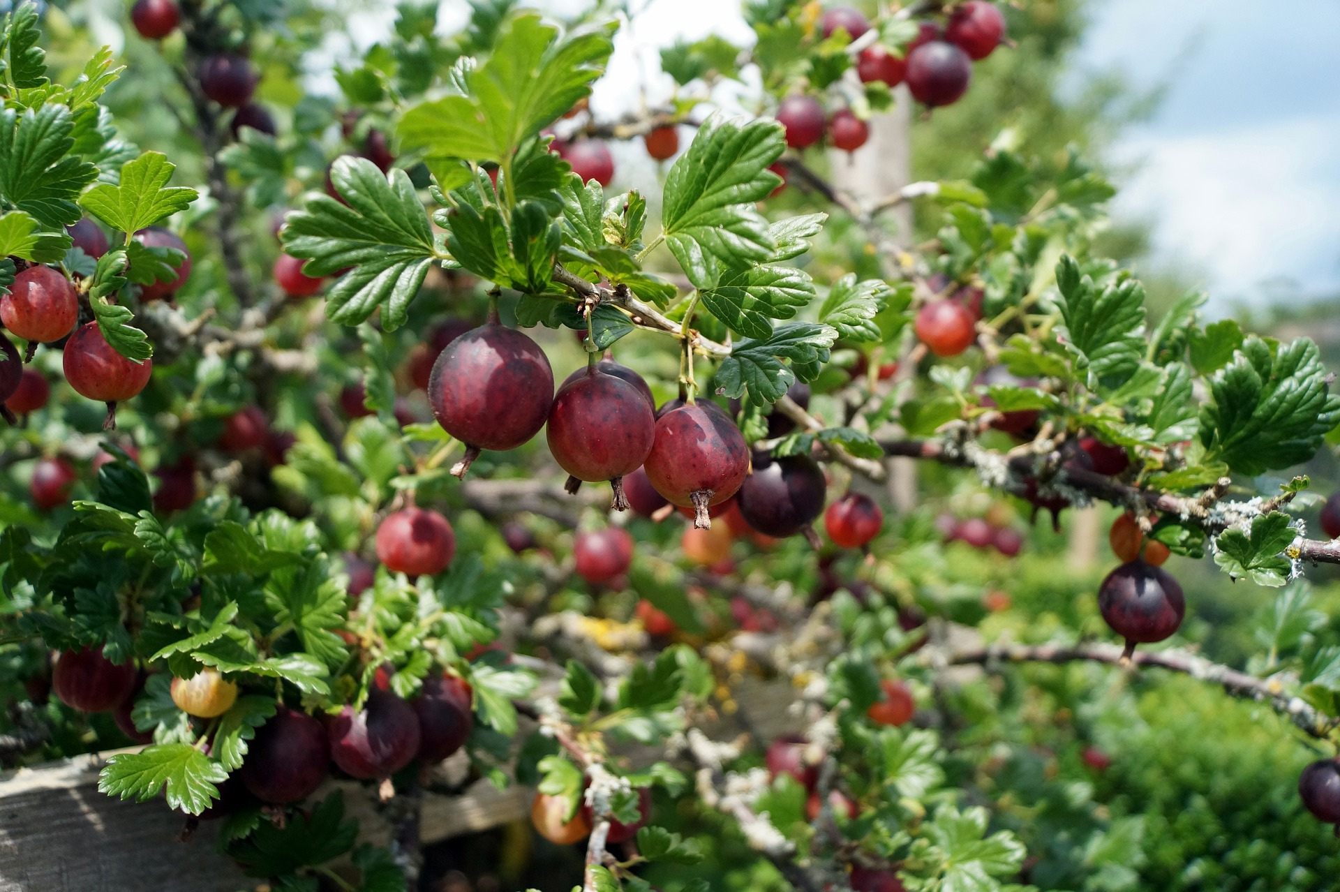 Gooseberries - Gold Gardening