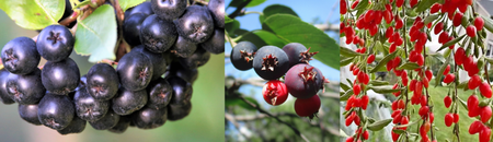 Misc Rare Fruit - Gold Gardening