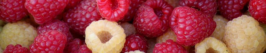 Raspberries - Gold Gardening