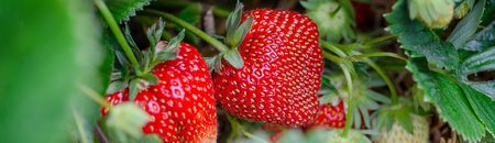 Strawberries - Gold Gardening