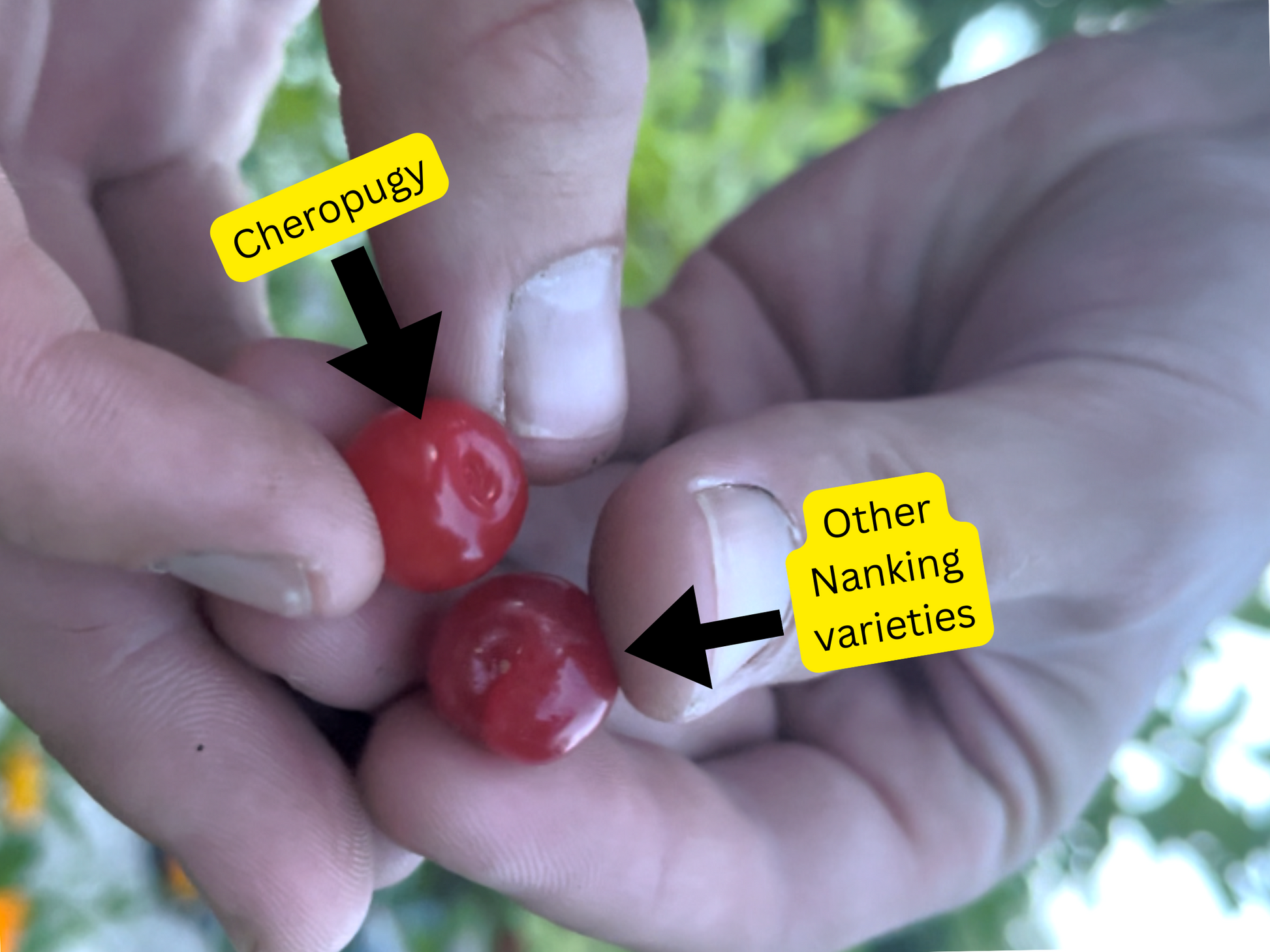 "Cheropugy" Red Nanking Cherry