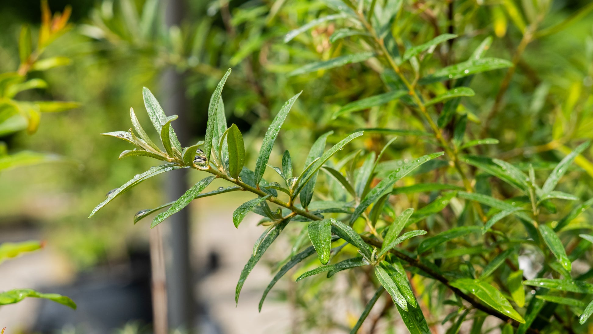 "Freddy" Sea Buckthorn