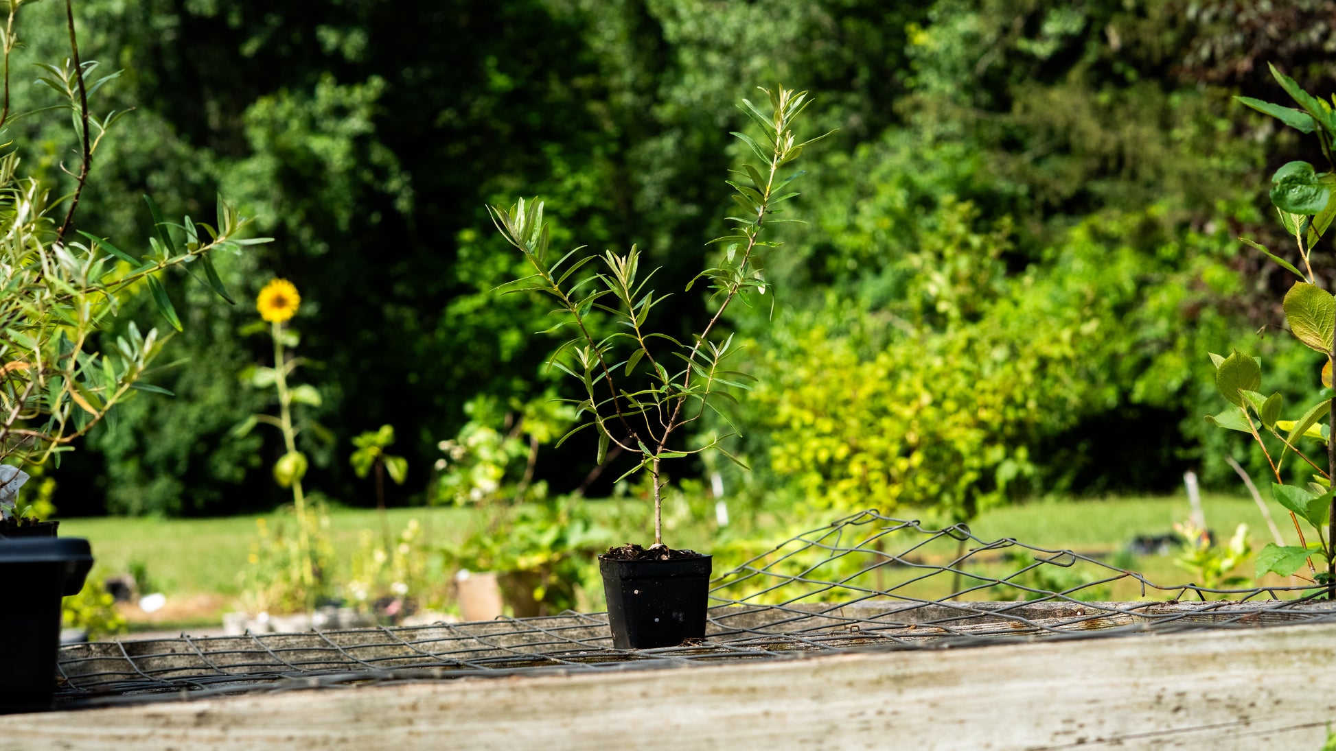 "Freddy" Sea Buckthorn