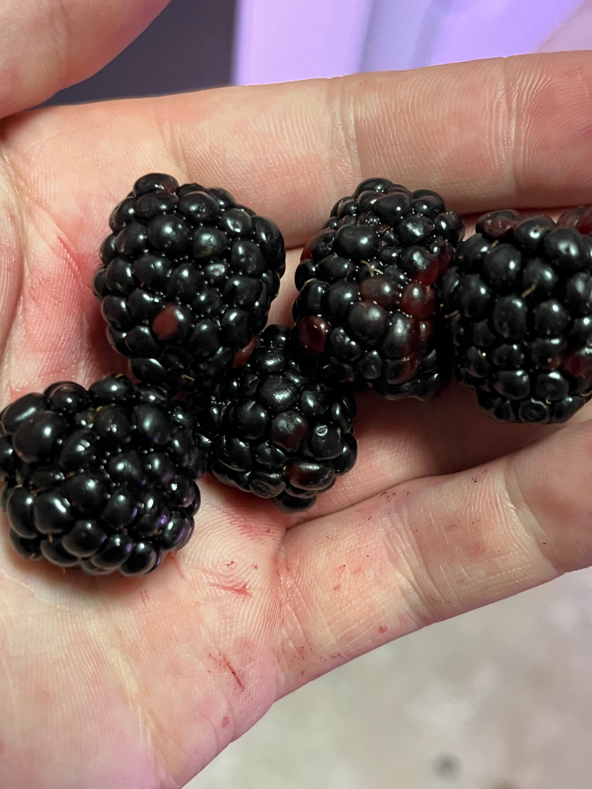 "Prime Arc Freedom" Blackberry (Thornless)