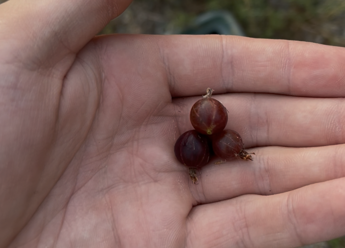 "Black Velvet" Gooseberry