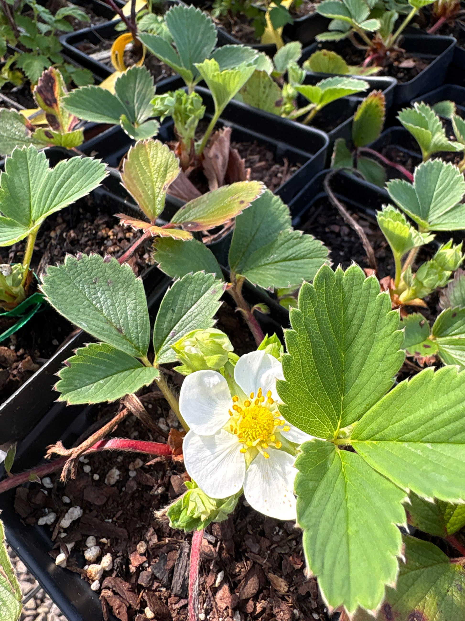 "Pineberry" Pineapple Strawberry