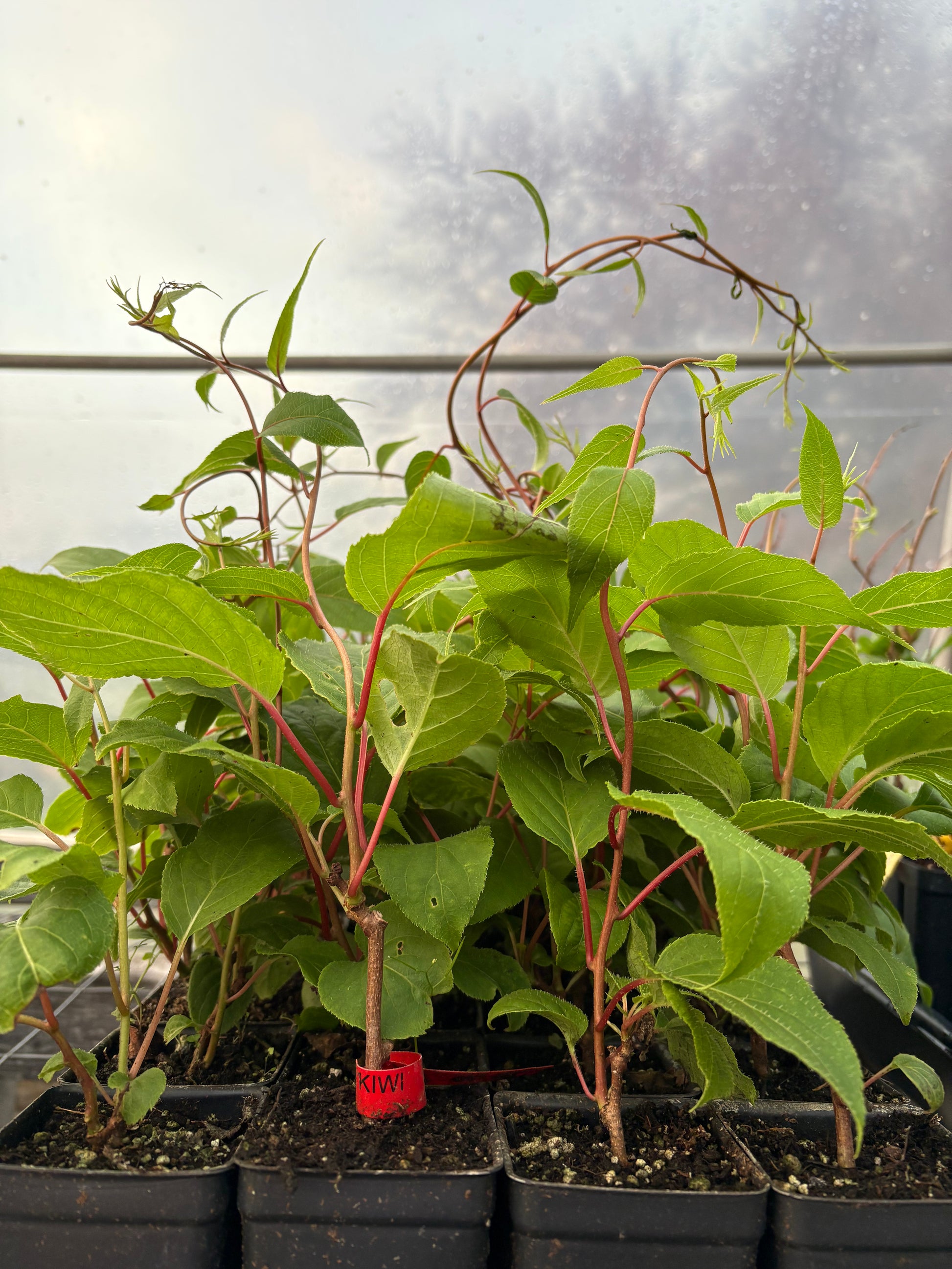 "Hardy Red" Hardy Kiwi (Female)
