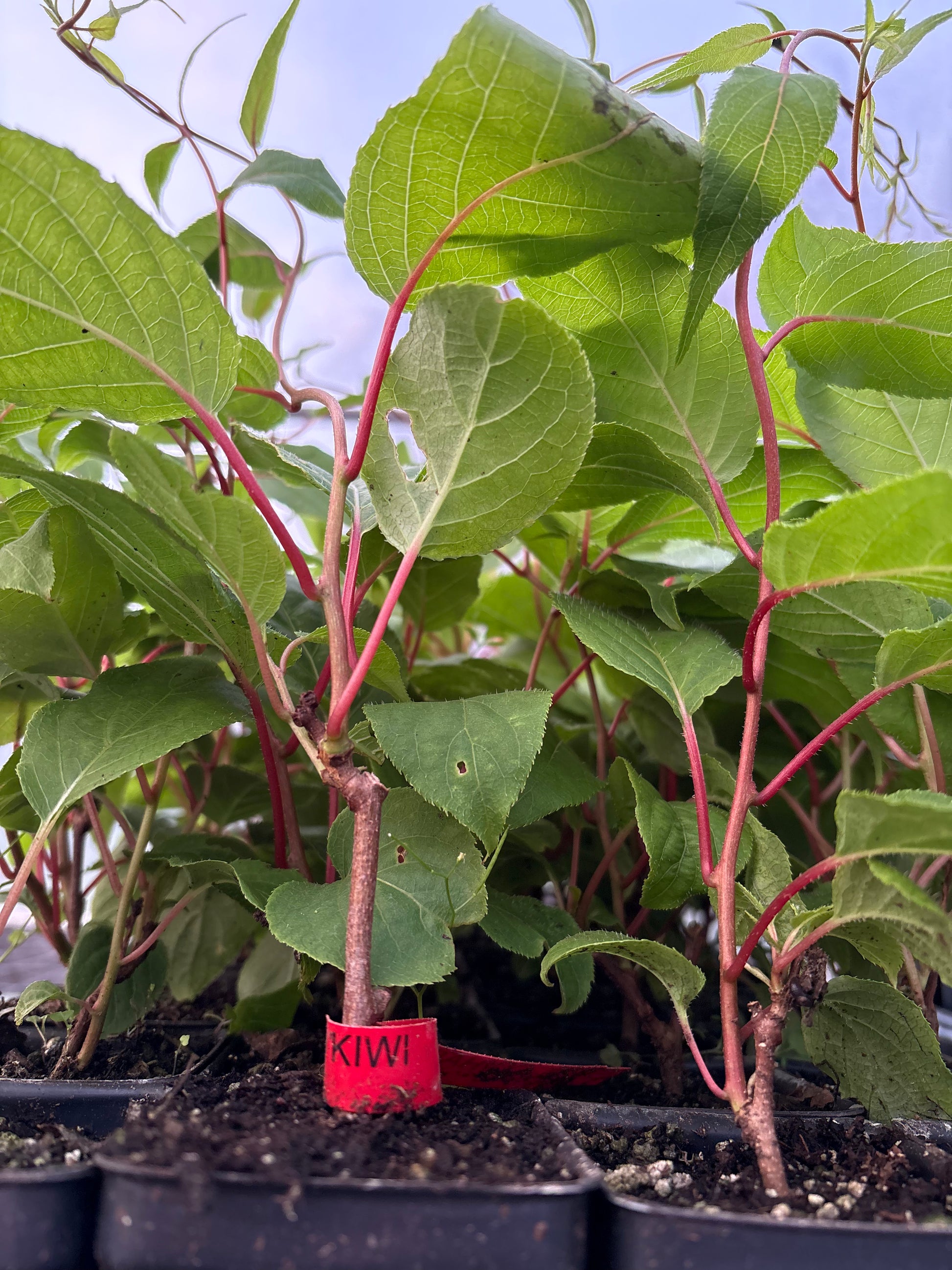 "Hardy Red" Hardy Kiwi (Female)