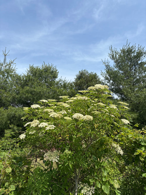 "American Black" Elderberry