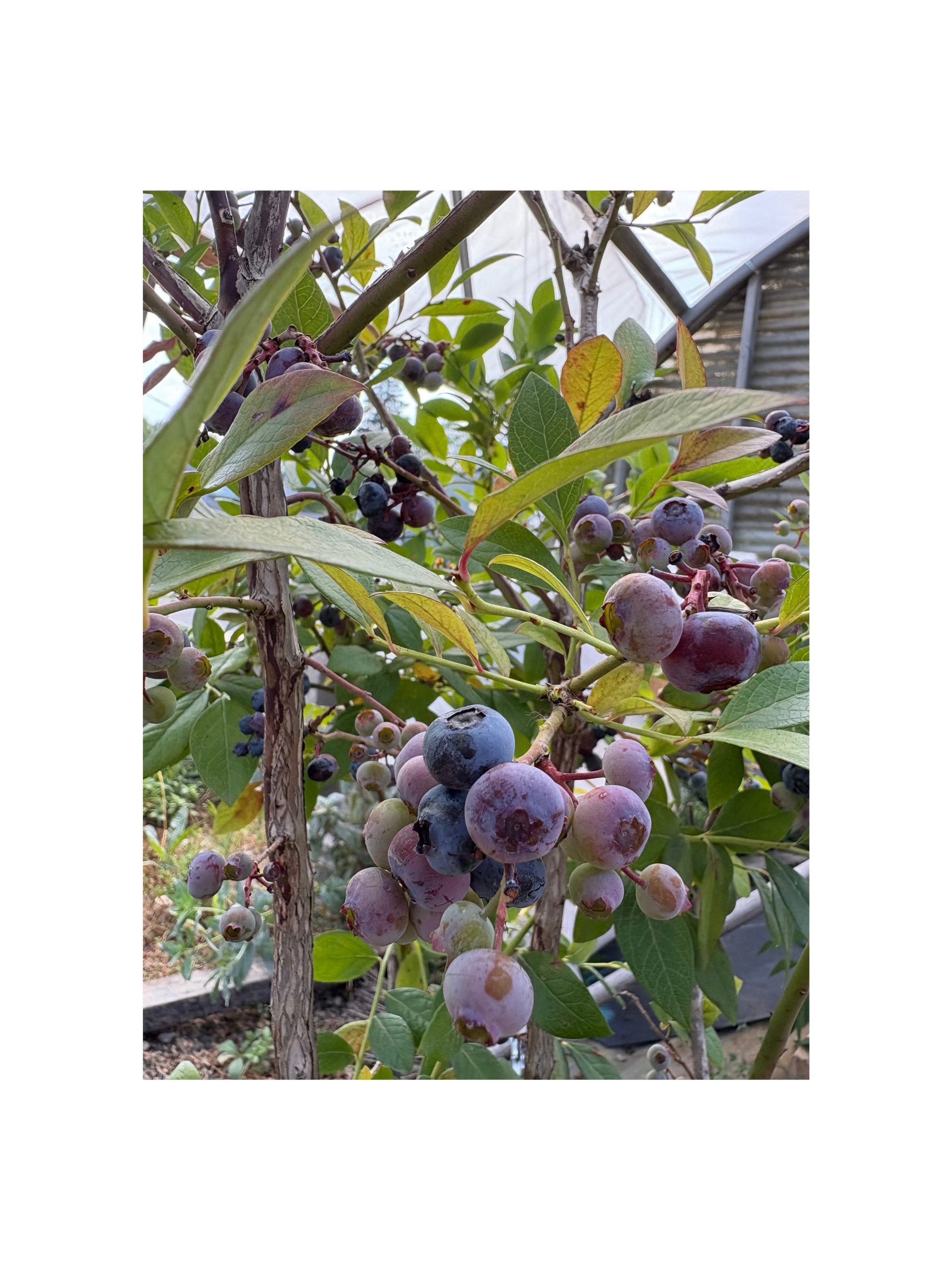 15gal Blueberry (fully mature)