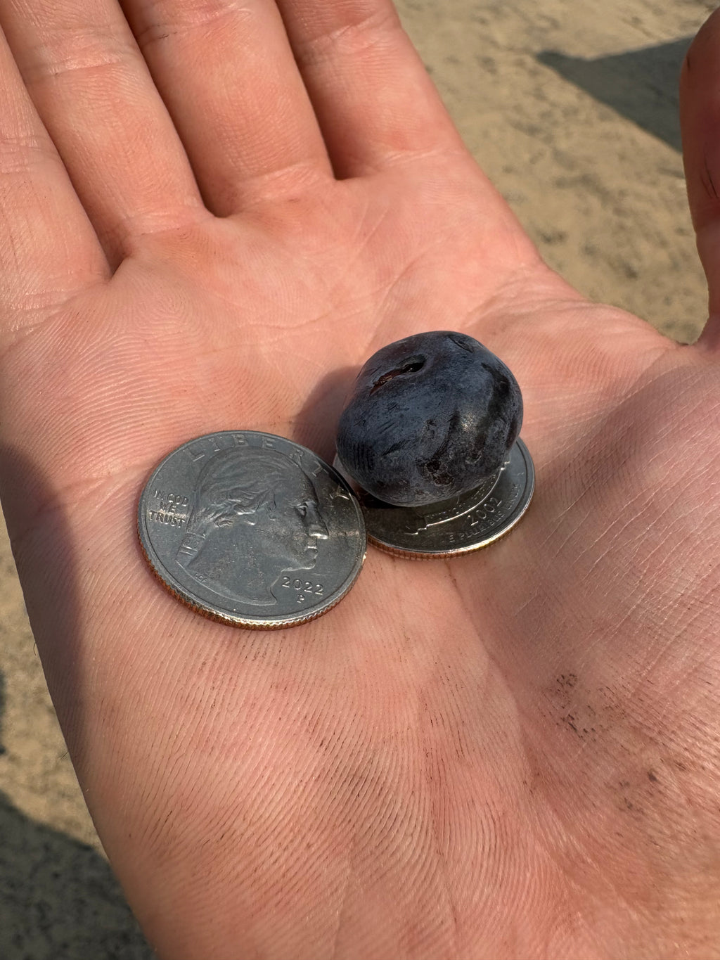 "Chandler" Highbush Blueberry