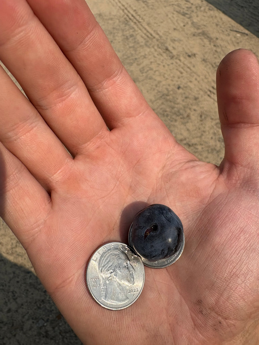 "Chandler" Highbush Blueberry