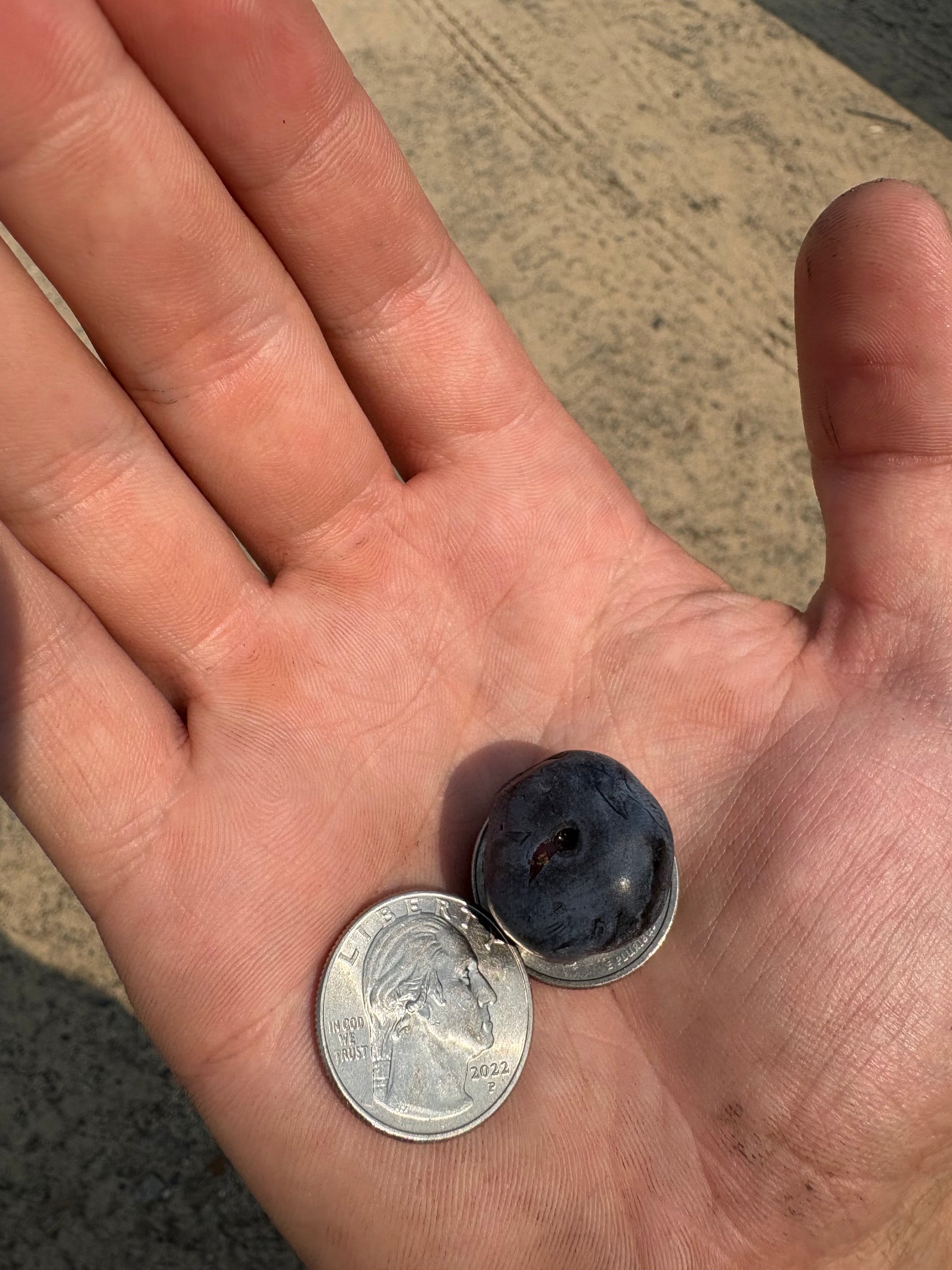 "Chandler" Highbush Blueberry