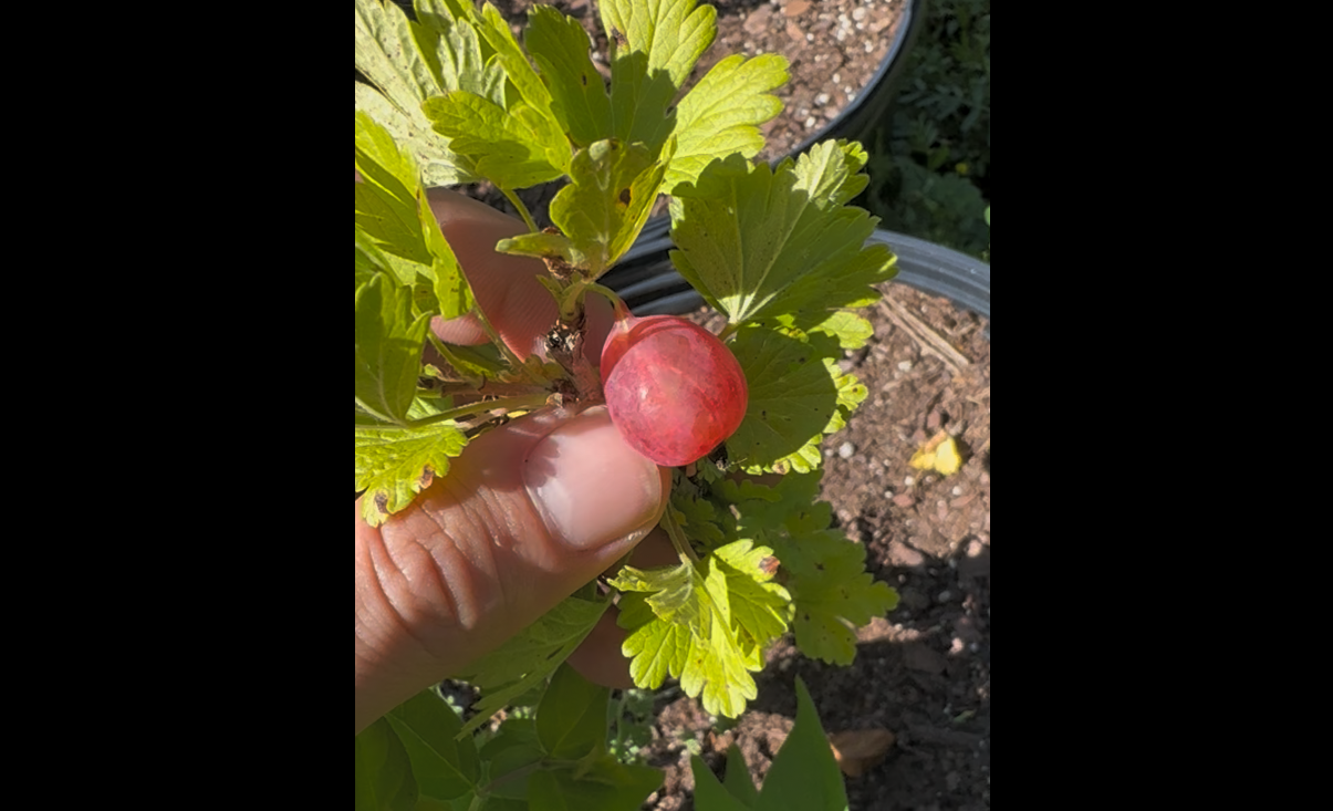 "Jeanne" Gooseberry