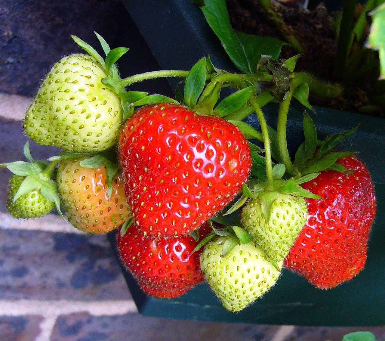 "Albion" Strawberry - Ever Bearing - Gold Gardening