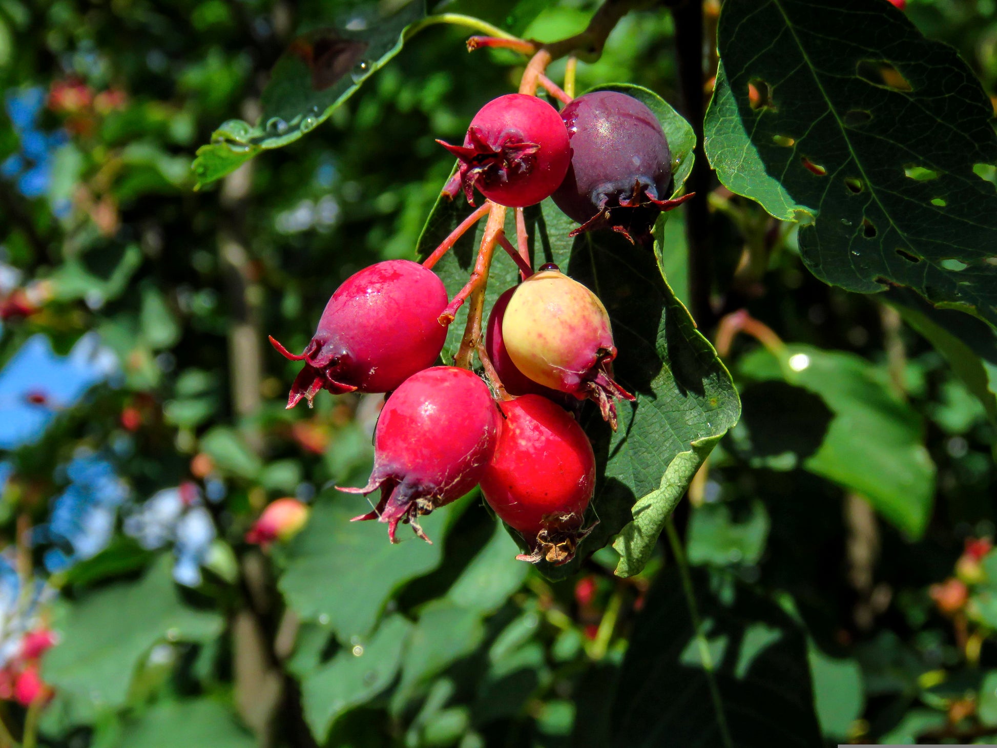 "Jennybelle" Juneberry / Saskatoon / Serviceberry
