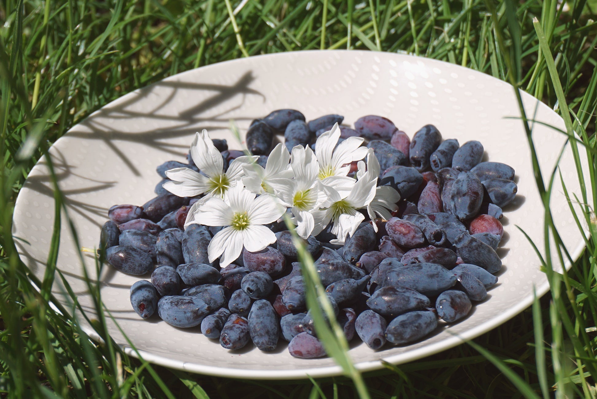 Indigo Treat Haskap