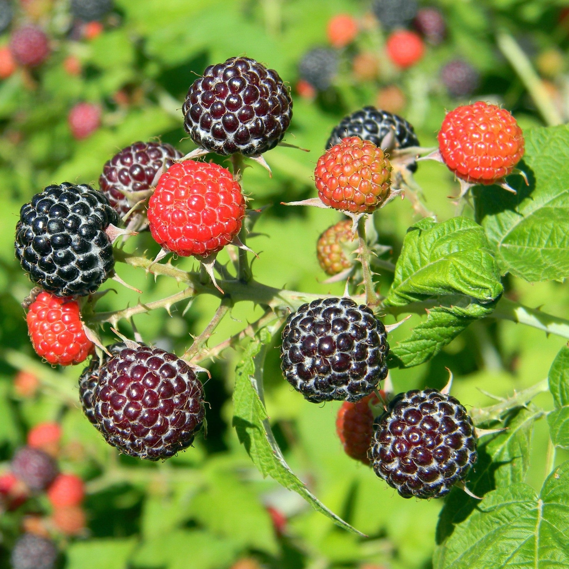 "Black Delicious" Black Raspberry - Gold Gardening
