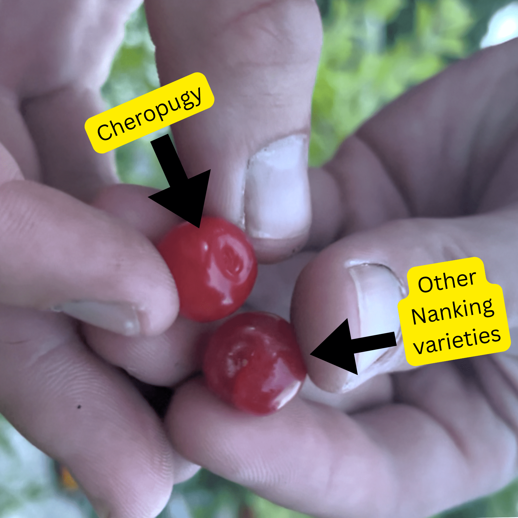 "Cheropugy" Red Nanking Cherry - Gold Gardening