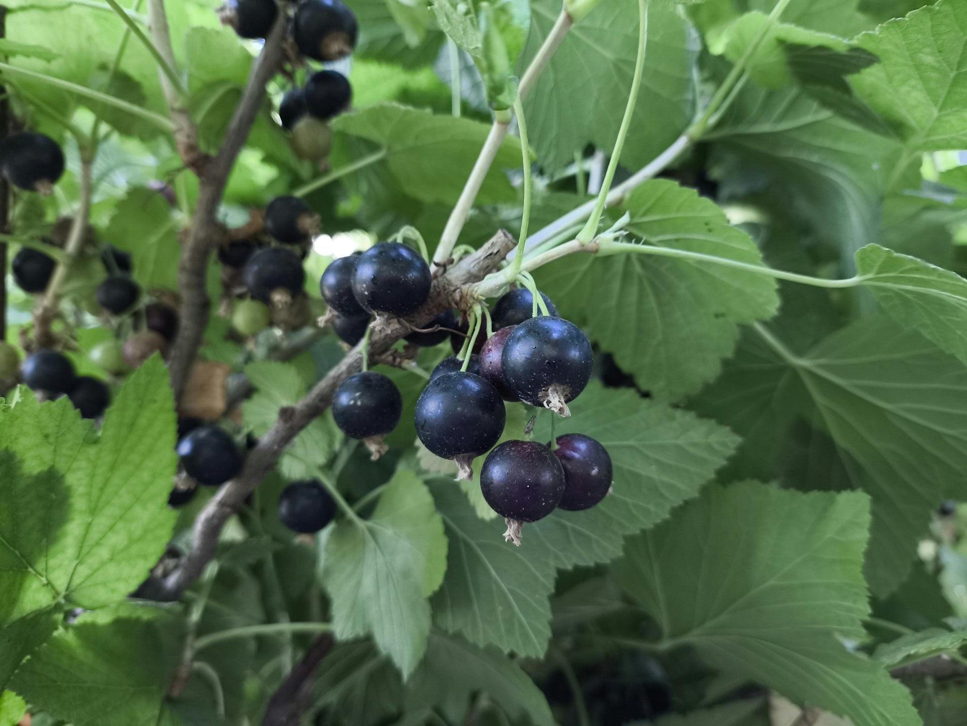 "Consort" Black Currant - Gold Gardening