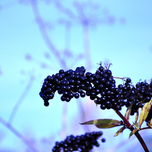 "American Black" Elderberry