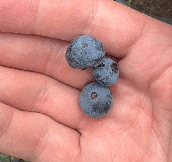 Elizabeth Blueberry - Gold Gardening