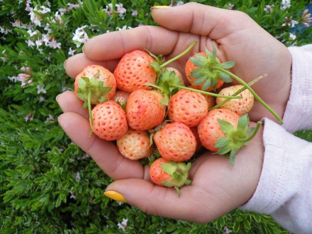 "Flamingo" Pink Strawberry - Gold Gardening