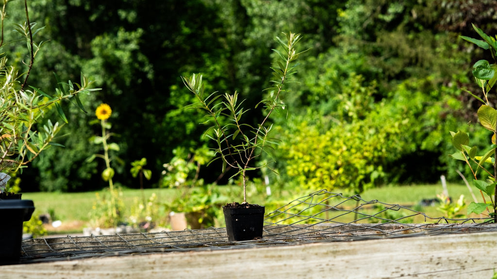 "Freddy" Sea Buckthorn - Gold Gardening