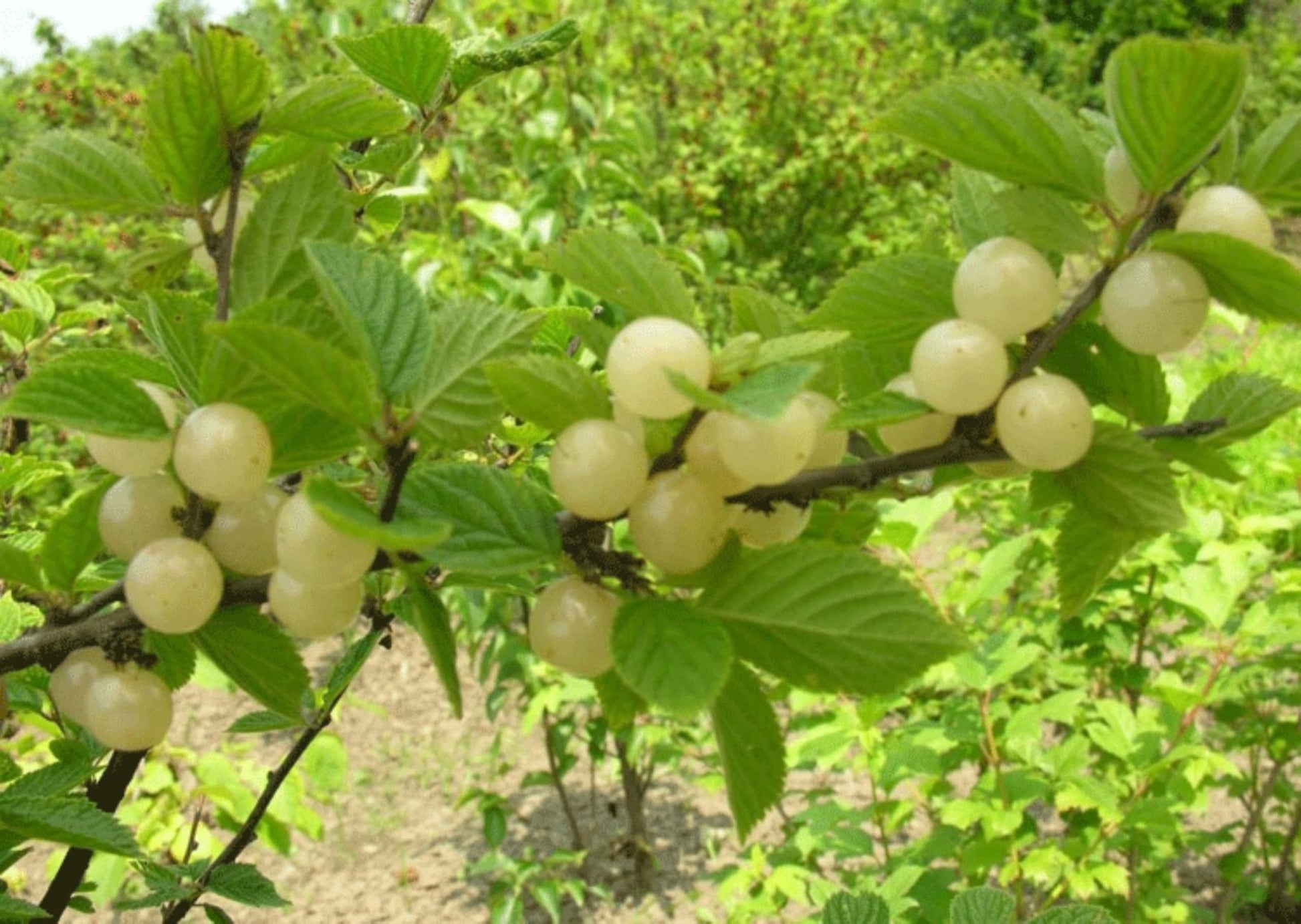 "Gabe" White Bush Cherry (Nanking) - Gold Gardening