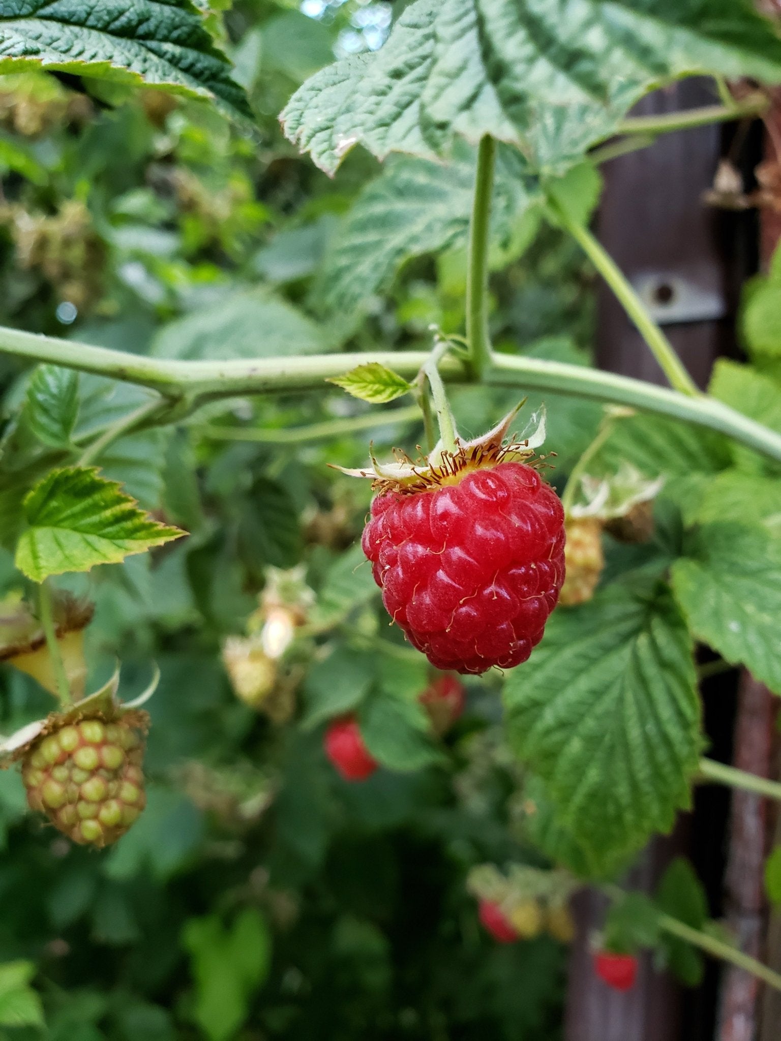 "Georgia Red" Raspberry (Thornless) - Gold Gardening