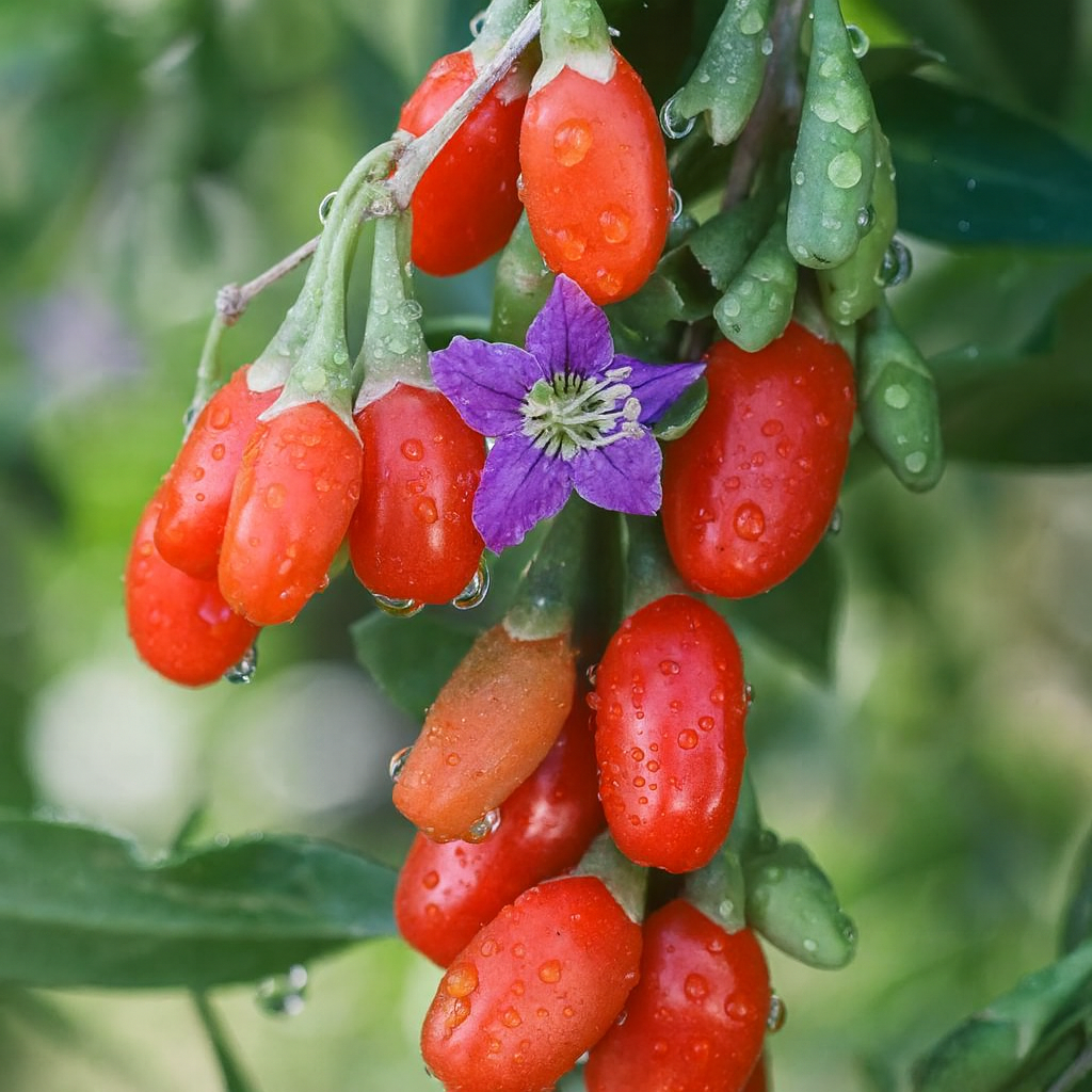 Goji Berry - Gold Gardening