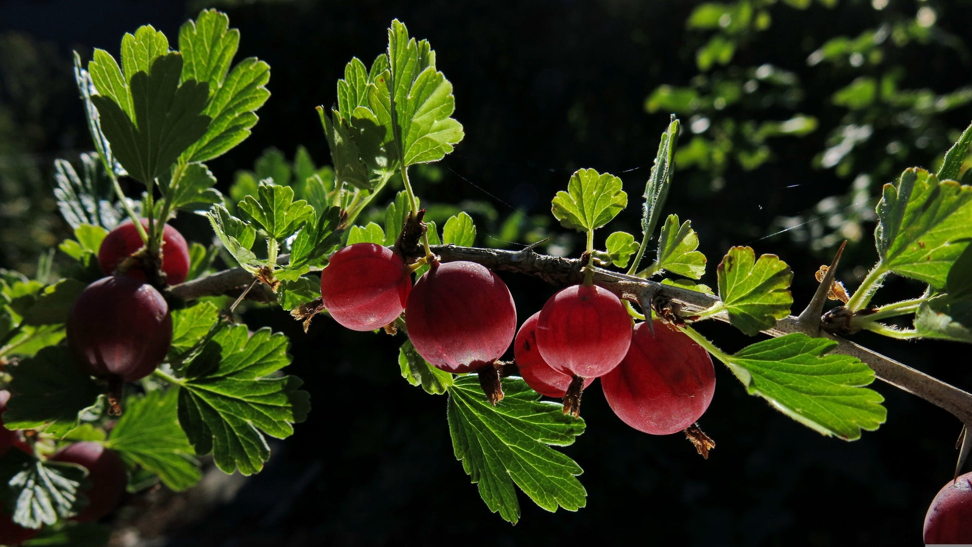 "Hinnonmaki Red" Gooseberry