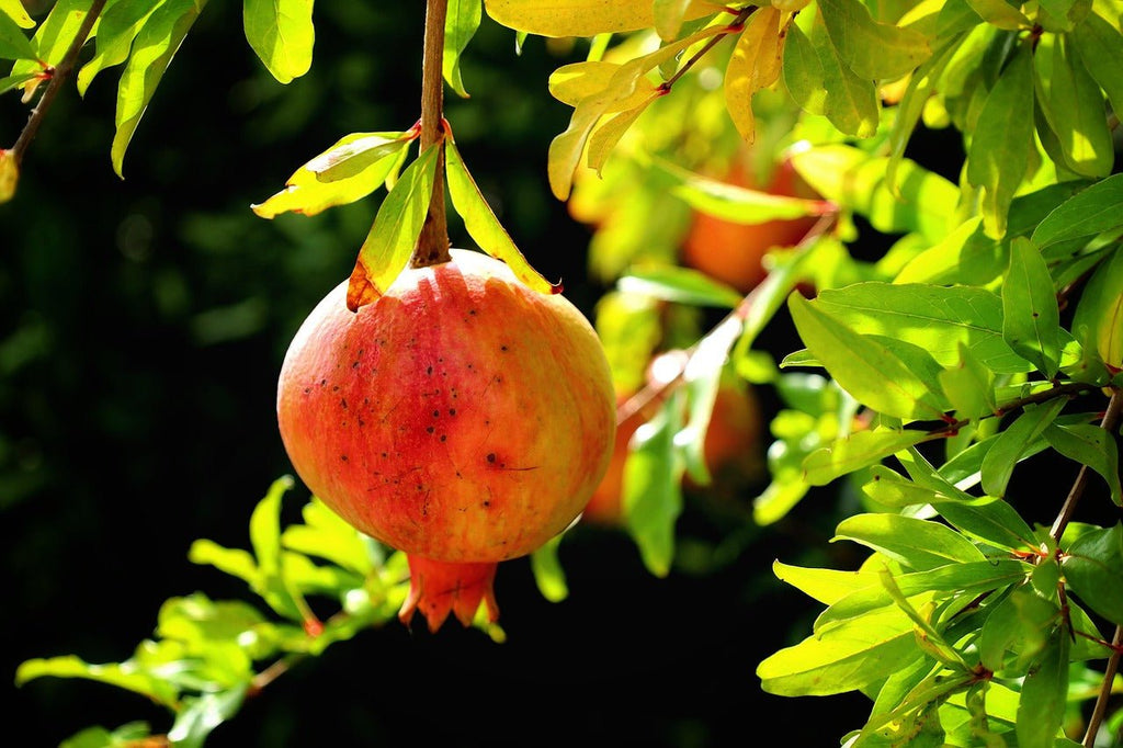 "Greek Red" Hardy Pomegranate - Gold Gardening
