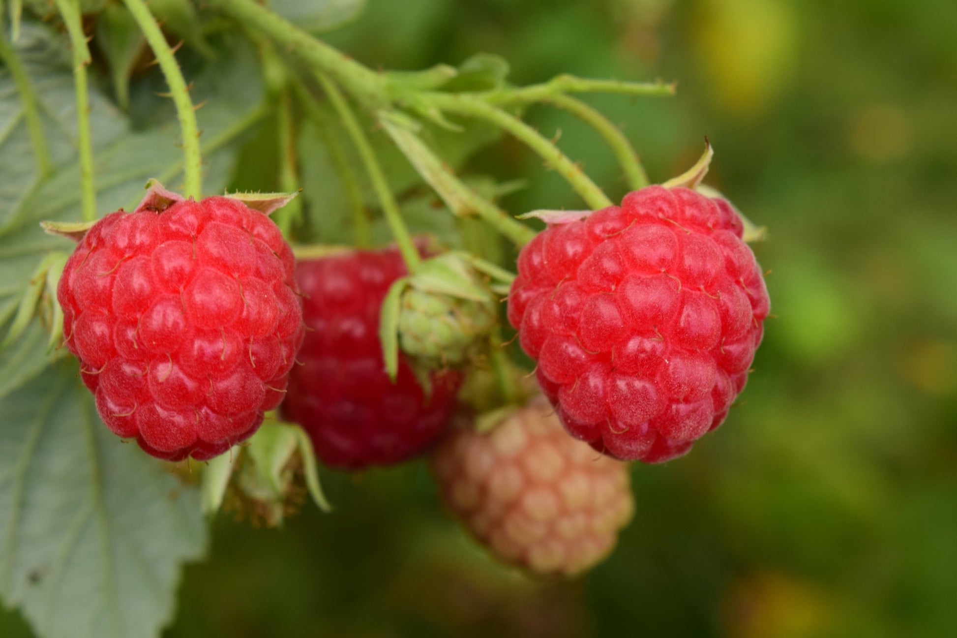 "Heritage" Raspberry - Gold Gardening