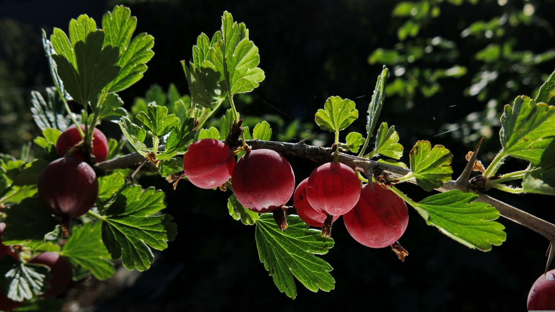 "Hinnonmaki Red" Gooseberry - Gold Gardening