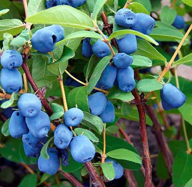 "Indigo Treat" Honeyberry/Haskap