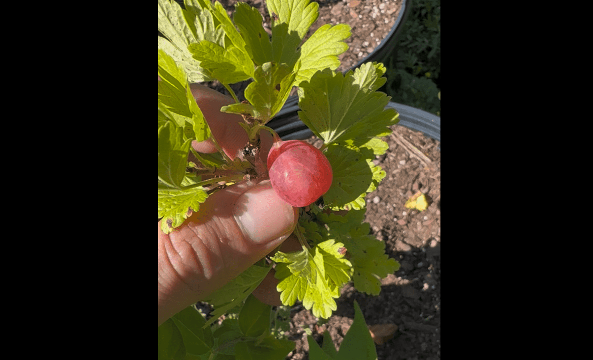 "Jeanne" Gooseberry - Gold Gardening