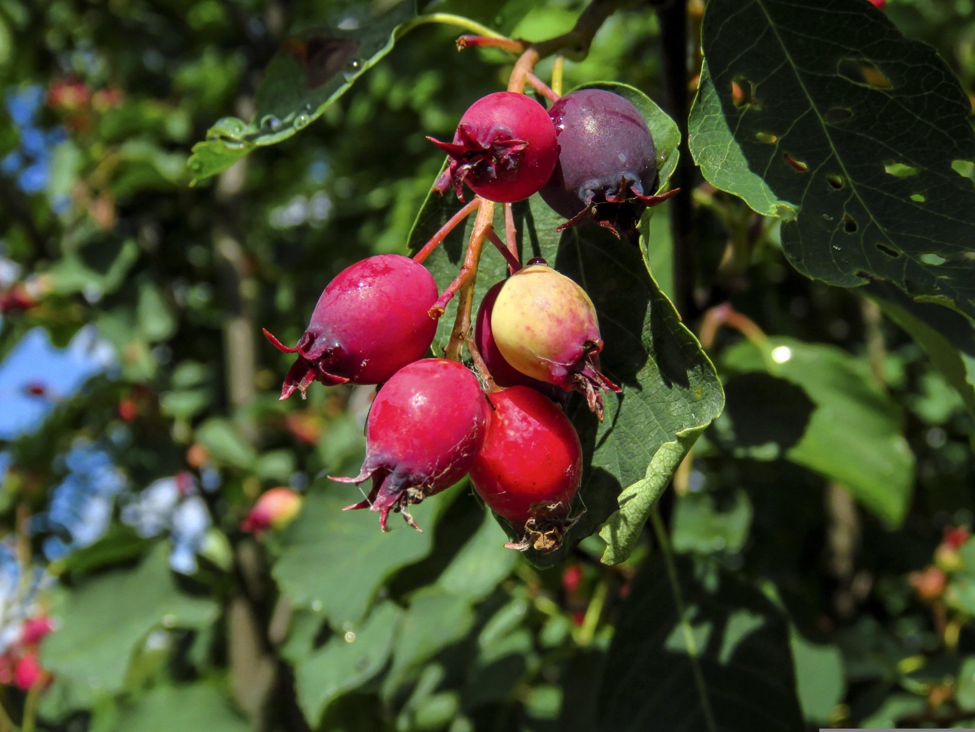 "Jennybelle" Juneberry / Saskatoon / Serviceberry - Gold Gardening