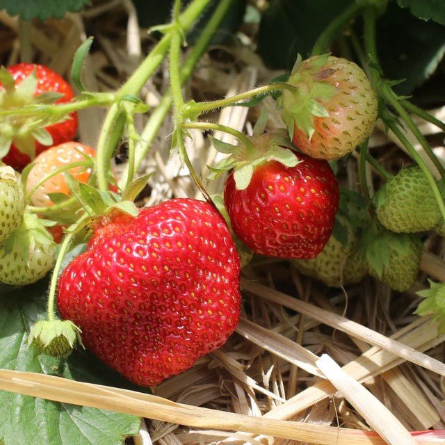 "Jewel" Strawberry - June Bearing - Gold Gardening