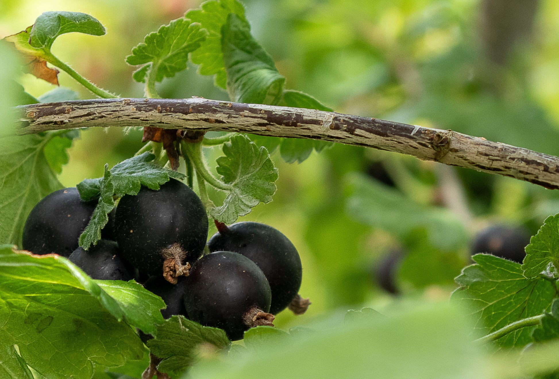 "Jostaberry" Currant-Gooseberry Hybrid